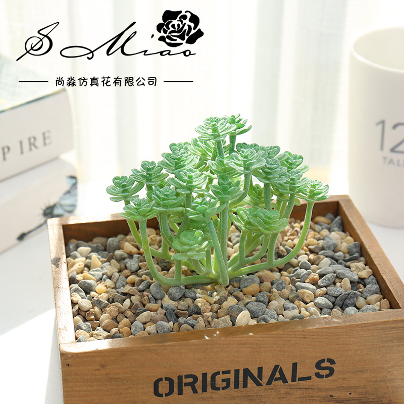 Wusmart Large Xian Ren Ke Arti - огляд і ціна Succulent Arrangement Mini