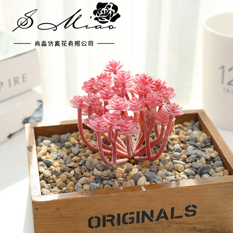 Wusmart Large Xian Ren Ke Arti - огляд і ціна Succulent Arrangement Mini