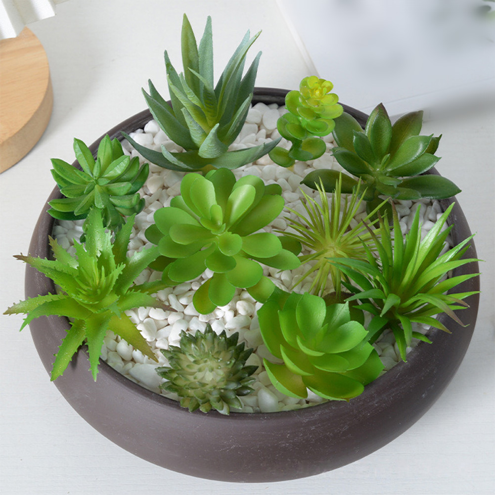 Charming For Mini Bonsai Succu - огляд і ціна Succulent Arrangement Mini